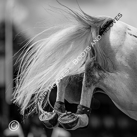 Showjumping