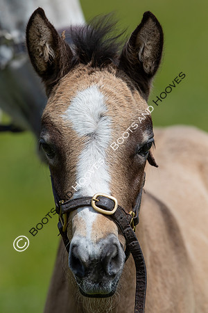 June 2022 ~MANDATORY Credit Elli Birch/Bootsandhooves- NO UNAUTHORISED USE - 07745909676