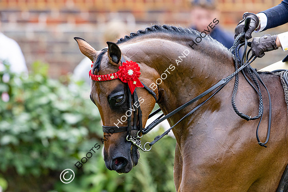 The Agria Royal International Horse Show