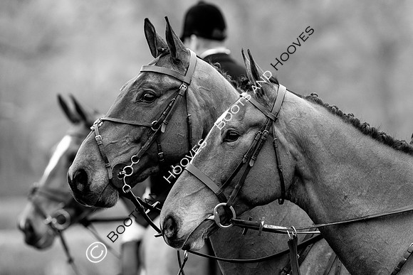 The Ledbury Hunt