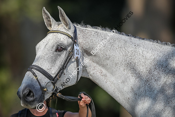 Blenheim Palace International Horse Trials