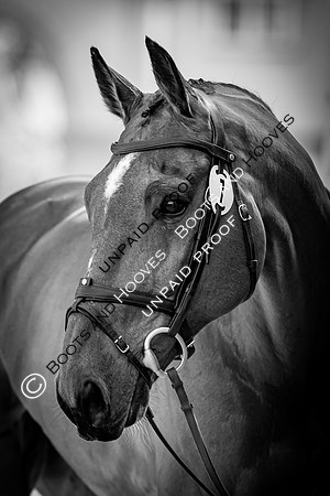 Badminton Horse Trials