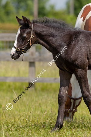 June 2022 ~MANDATORY Credit Elli Birch/Bootsandhooves- NO UNAUTHORISED USE - 07745909676