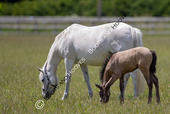June 2022 ~MANDATORY Credit Elli Birch/Bootsandhooves- NO UNAUTHORISED USE - 07745909676