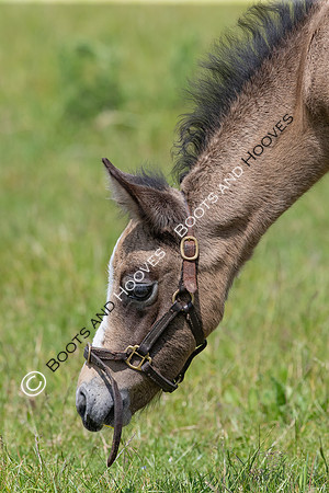 June 2022 ~MANDATORY Credit Elli Birch/Bootsandhooves- NO UNAUTHORISED USE - 07745909676