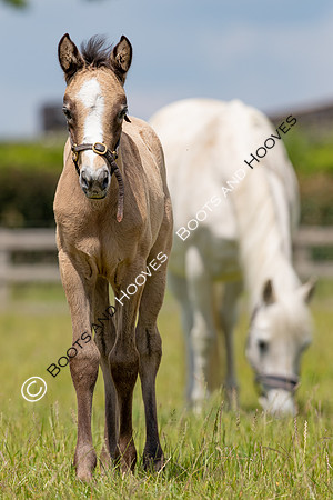 June 2022 ~MANDATORY Credit Elli Birch/Bootsandhooves- NO UNAUTHORISED USE - 07745909676