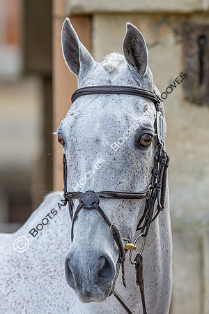 Badminton Horse Trials