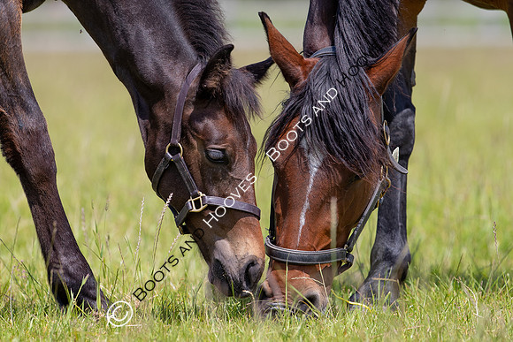 June 2022 ~MANDATORY Credit Elli Birch/Bootsandhooves- NO UNAUTHORISED USE - 07745909676