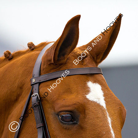 essex Hunt. Easton Harriers. Hunting. ~ MANDATORY Credit Elli Birch/Bootsandhooves - NO UNAUTHORISED USE - 07745 909676