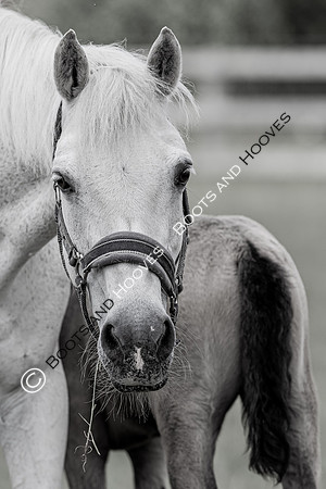 June 2022 ~MANDATORY Credit Elli Birch/Bootsandhooves- NO UNAUTHORISED USE - 07745909676