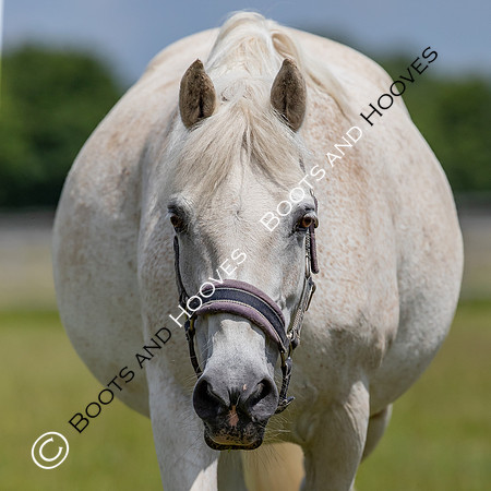 June 2022 ~MANDATORY Credit Elli Birch/Bootsandhooves- NO UNAUTHORISED USE - 07745909676