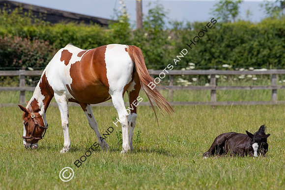 June 2022 ~MANDATORY Credit Elli Birch/Bootsandhooves- NO UNAUTHORISED USE - 07745909676