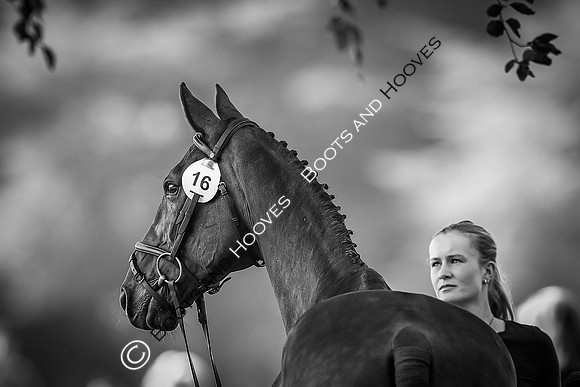 Blenheim Palace International Horse Trials