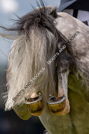 Showjumping