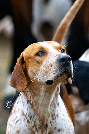 The Ledbury Hunt