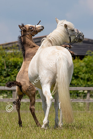 June 2022 ~MANDATORY Credit Elli Birch/Bootsandhooves- NO UNAUTHORISED USE - 07745909676