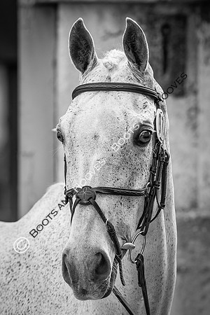 Badminton Horse Trials