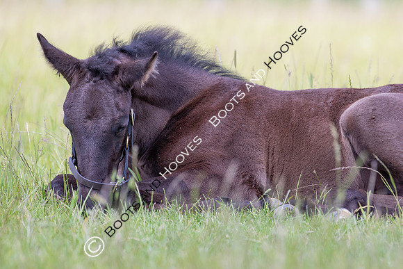 June 2022 ~MANDATORY Credit Elli Birch/Bootsandhooves- NO UNAUTHORISED USE - 07745909676
