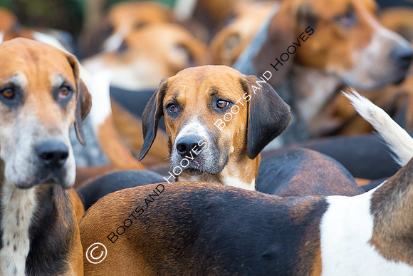 essex Hunt. Easton Harriers. Hunting. ~ MANDATORY Credit Elli Birch/Bootsandhooves - NO UNAUTHORISED USE - 07745 909676