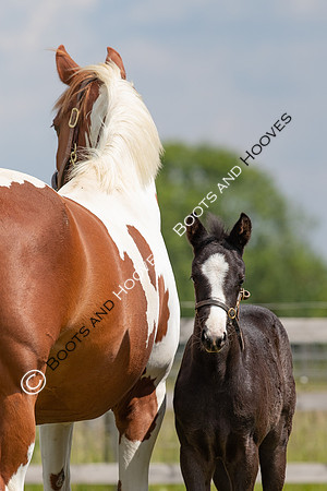 June 2022 ~MANDATORY Credit Elli Birch/Bootsandhooves- NO UNAUTHORISED USE - 07745909676