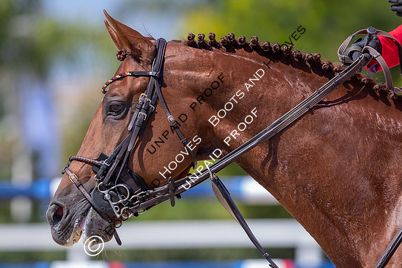 FEI Junior European Championship Young Riders, Juniors & Childre