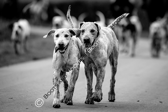 The Ledbury Hunt
