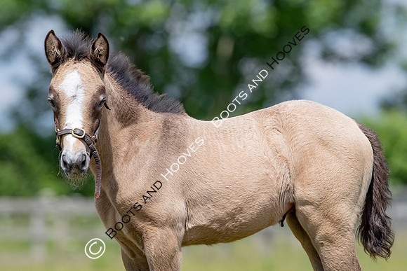 June 2022 ~MANDATORY Credit Elli Birch/Bootsandhooves- NO UNAUTHORISED USE - 07745909676