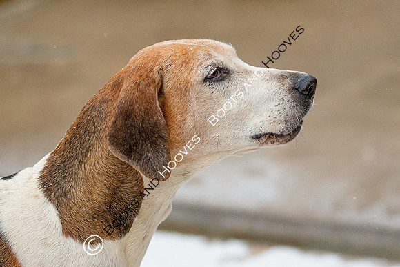 Hound Exercise