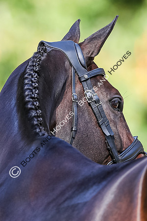 Blenheim Palace International Horse Trials