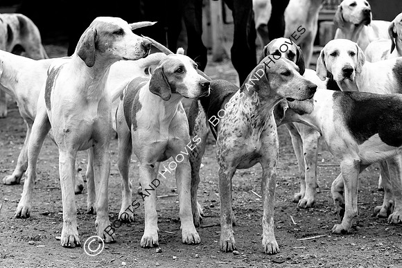 The Ledbury Hunt