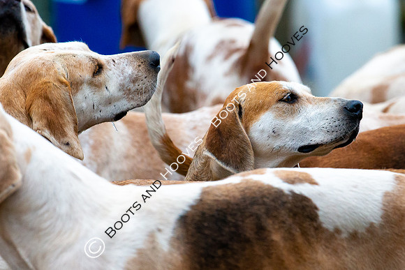 The Ledbury Hunt