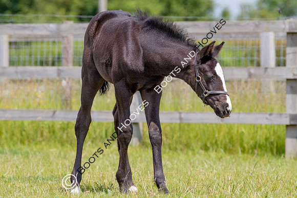 June 2022 ~MANDATORY Credit Elli Birch/Bootsandhooves- NO UNAUTHORISED USE - 07745909676