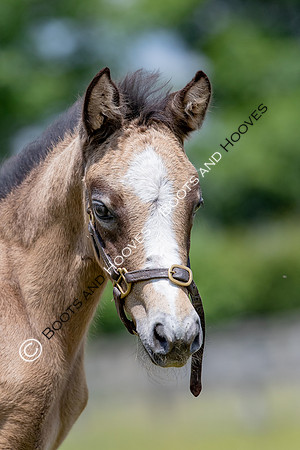 June 2022 ~MANDATORY Credit Elli Birch/Bootsandhooves- NO UNAUTHORISED USE - 07745909676