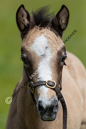 June 2022 ~MANDATORY Credit Elli Birch/Bootsandhooves- NO UNAUTHORISED USE - 07745909676