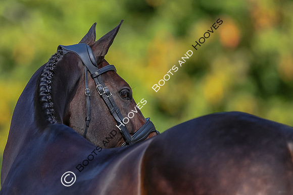 Blenheim Palace International Horse Trials