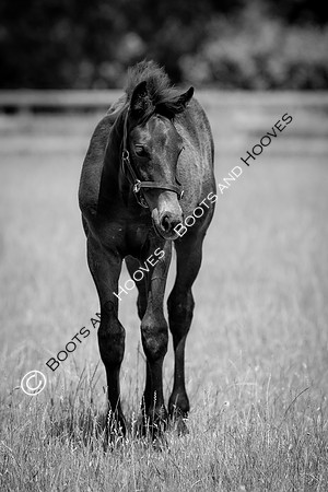 June 2022 ~MANDATORY Credit Elli Birch/Bootsandhooves- NO UNAUTHORISED USE - 07745909676