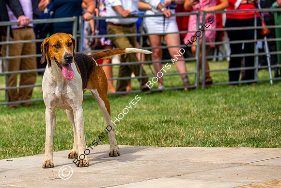 Festival of Hunting