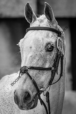 Badminton Horse Trials