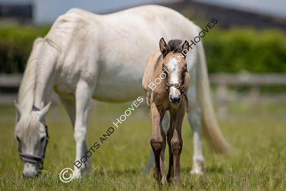 June 2022 ~MANDATORY Credit Elli Birch/Bootsandhooves- NO UNAUTHORISED USE - 07745909676