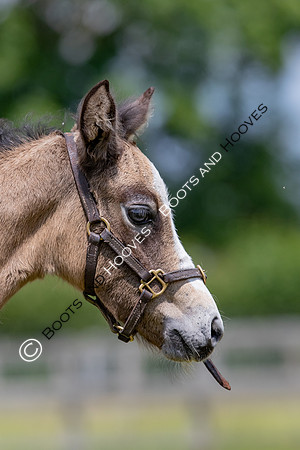 June 2022 ~MANDATORY Credit Elli Birch/Bootsandhooves- NO UNAUTHORISED USE - 07745909676