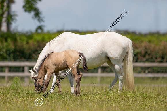 June 2022 ~MANDATORY Credit Elli Birch/Bootsandhooves- NO UNAUTHORISED USE - 07745909676