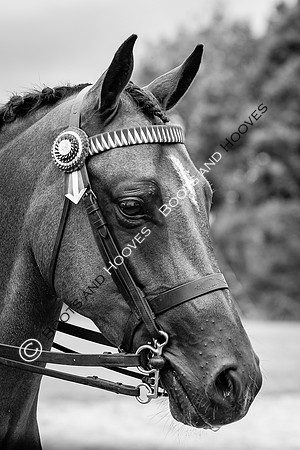 The Royal International Horse Show