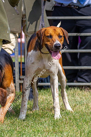 Festival of Hunting
