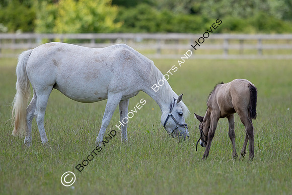 June 2022 ~MANDATORY Credit Elli Birch/Bootsandhooves- NO UNAUTHORISED USE - 07745909676