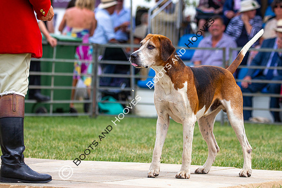 Festival of Hunting