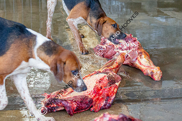 Hound Exercise