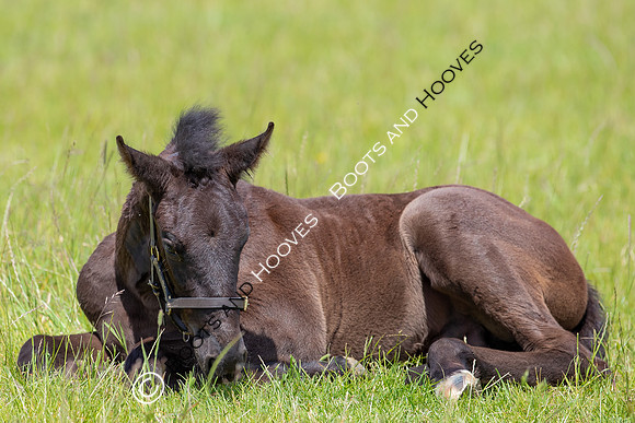 June 2022 ~MANDATORY Credit Elli Birch/Bootsandhooves- NO UNAUTHORISED USE - 07745909676