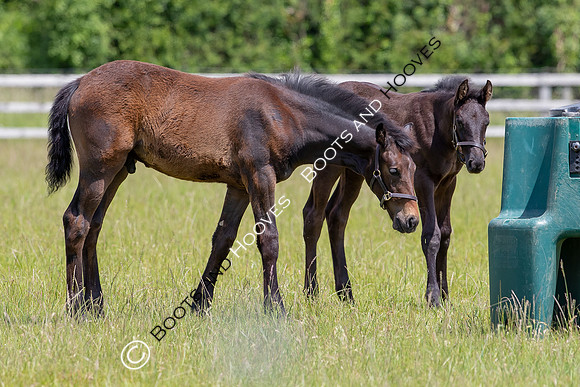 June 2022 ~MANDATORY Credit Elli Birch/Bootsandhooves- NO UNAUTHORISED USE - 07745909676