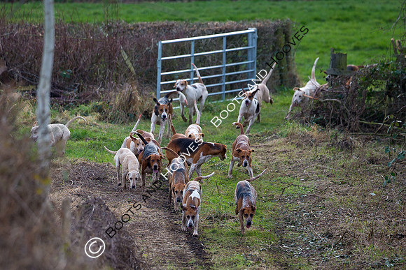 East Essex Hunt. Ladies Day. 29/01/2019 ~ MANDATORY Credit Elli Birch/Bootsandhooves - NO UNAUTHORISED USE - 07745 909676