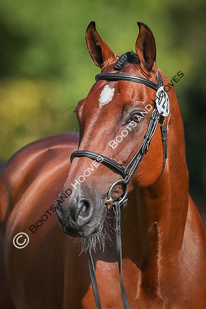 Blenheim Palace International Horse Trials